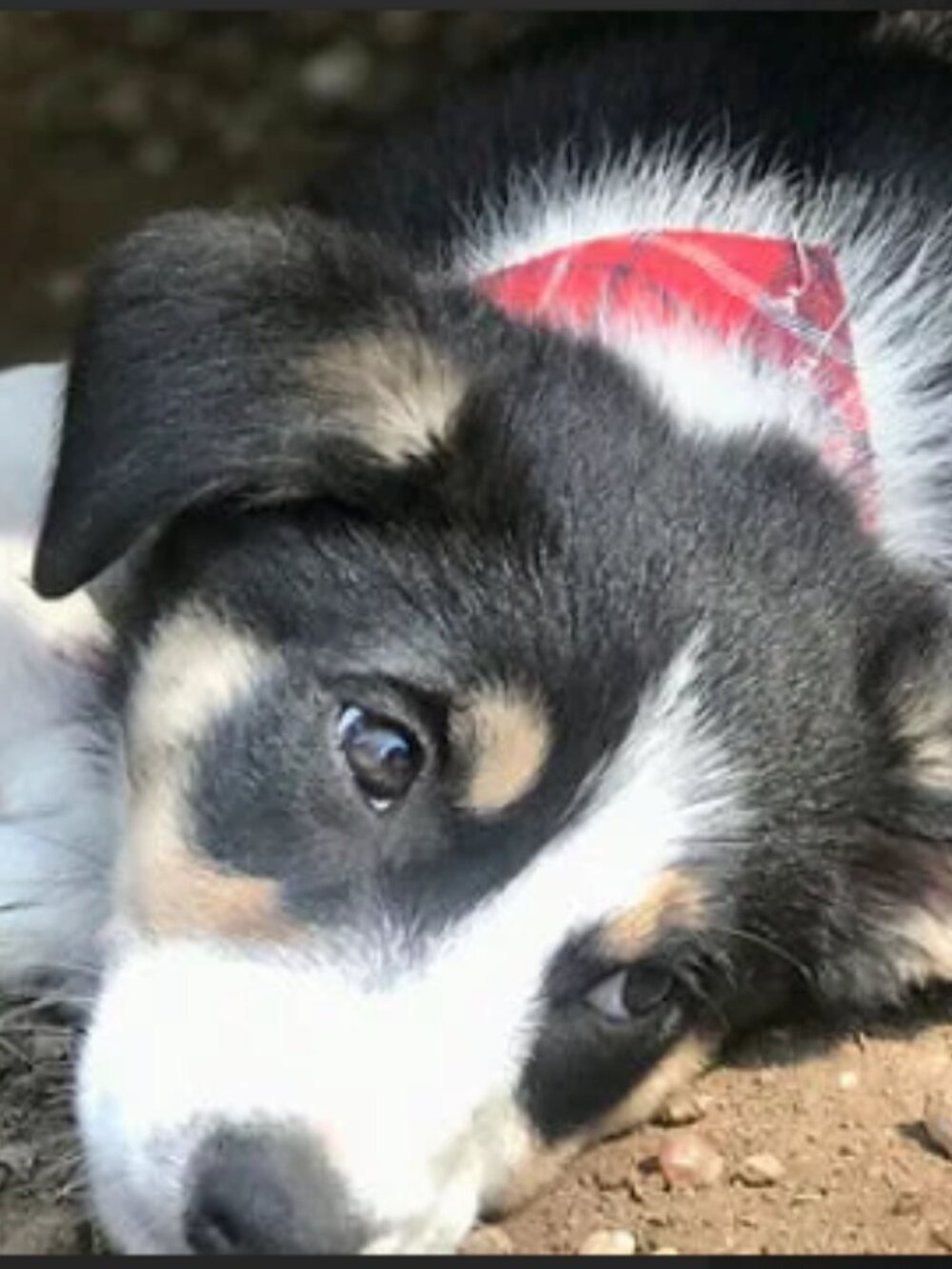 Donate to my dog!